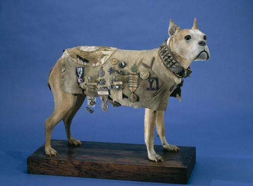 Historias con Historia  » Blog Archive   » El Sargento Stubby