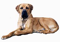 Historias con Historia  » Blog Archive   » Historia de un perro ‘Asesino’